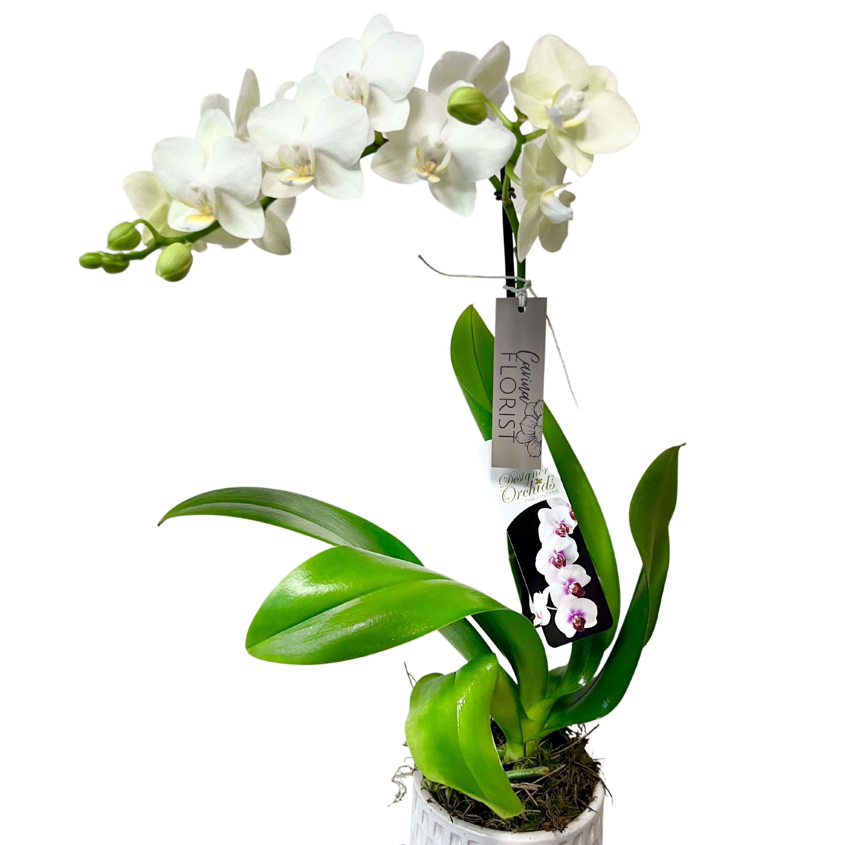 Phalaenopsis Orchid Plant - Medium - Multicoloured