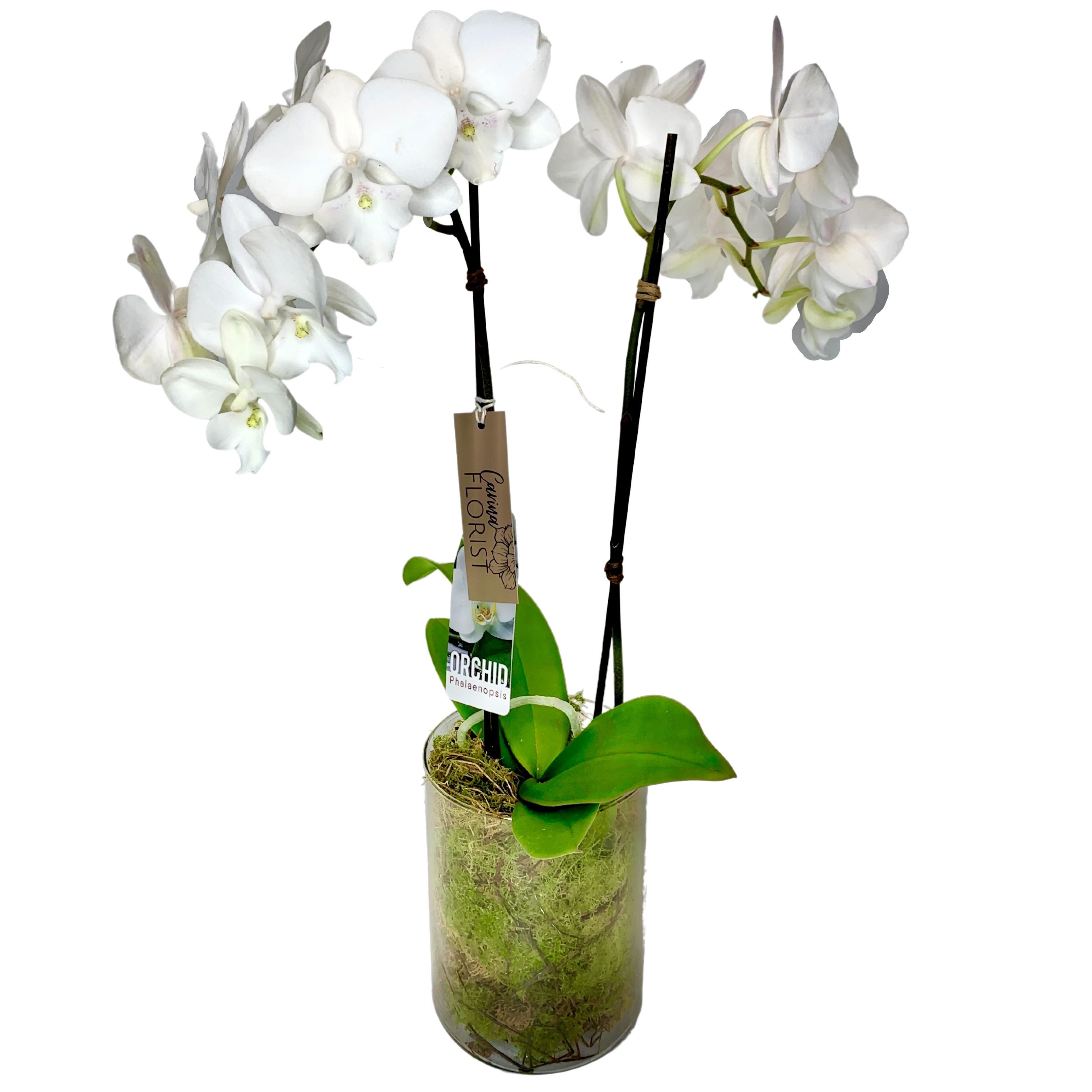 Phalaenopsis  Orchid Plant - Double Spike - White