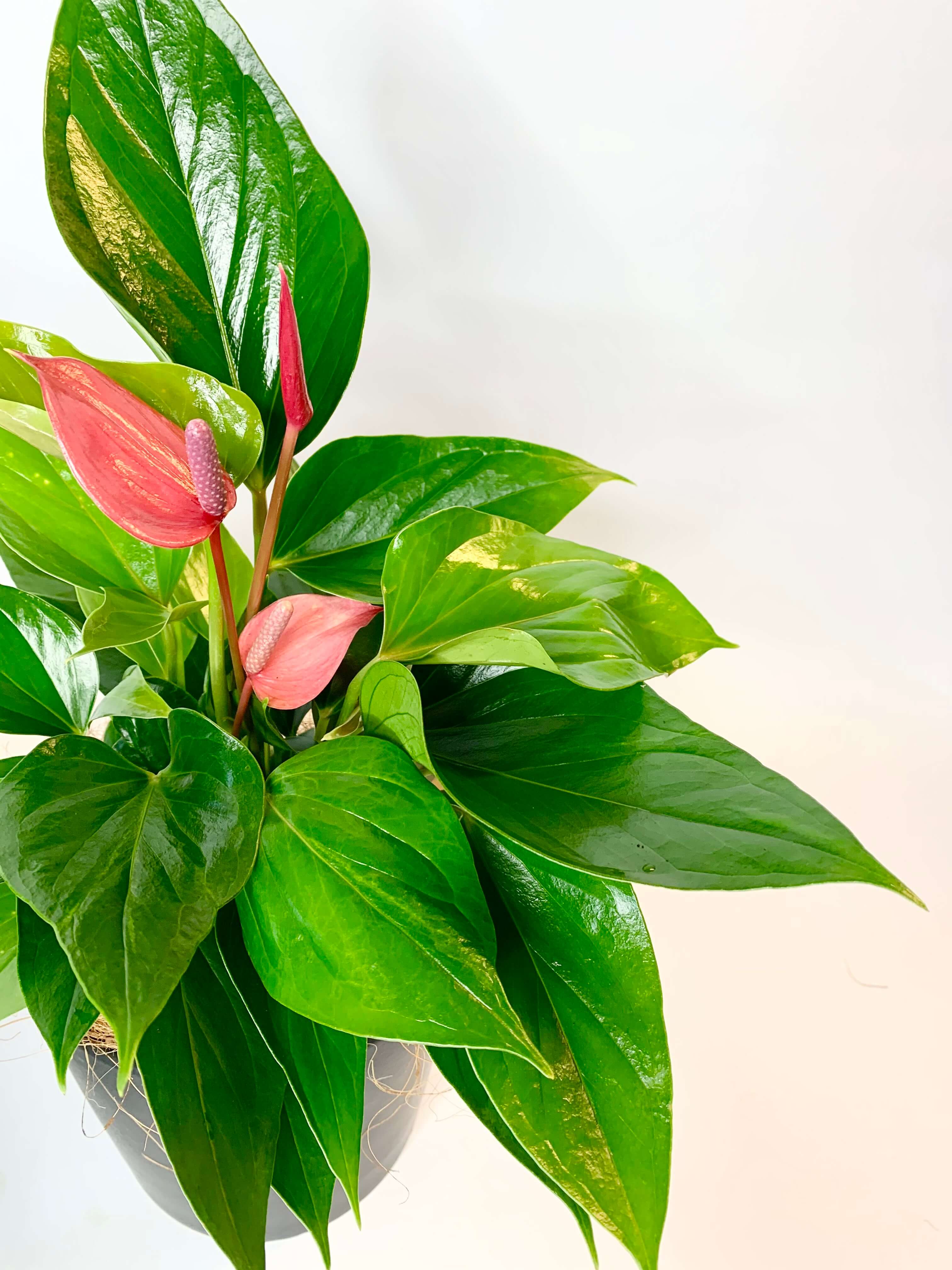 Anthurium Plant in Ceramic Pot