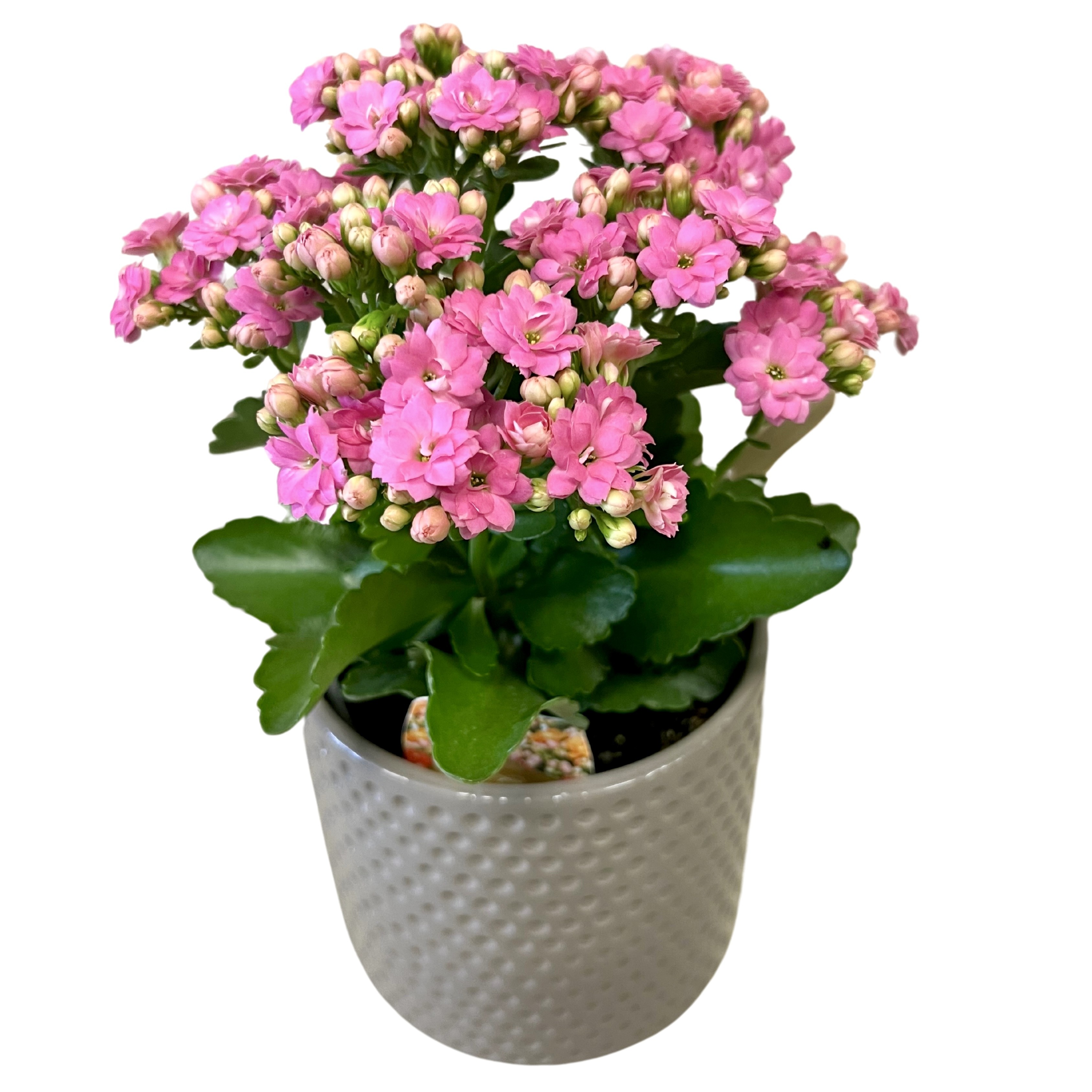 Flowering Kalanchoe Plant